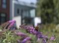 ROSEVIA Baltic Sea Apartments comfortable accommodation Poland